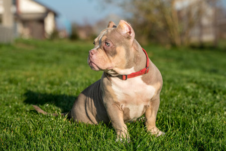 A pocket male American Bully puppy dog sitting on grassの写真素材