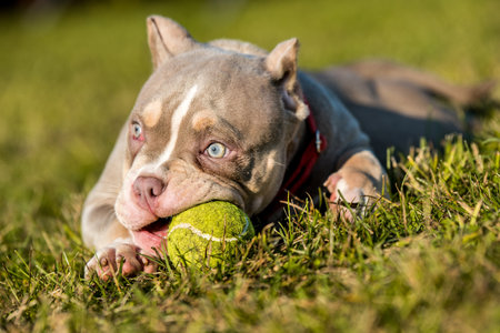 Pocket male American Bully puppy dog is playing with tennis ball on grassの写真素材