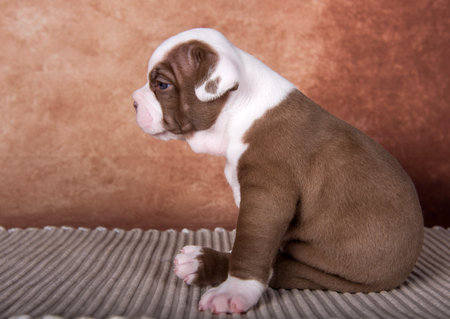 Funny American Bullies puppy on brown backgroundの写真素材
