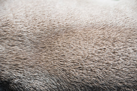 Lilac color American Bully dog fur skin background