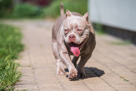 Lilac color American Bully dog guards the house outsideの写真素材
