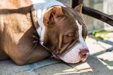 Red color American Bully dog is lying on the doorstepの写真素材