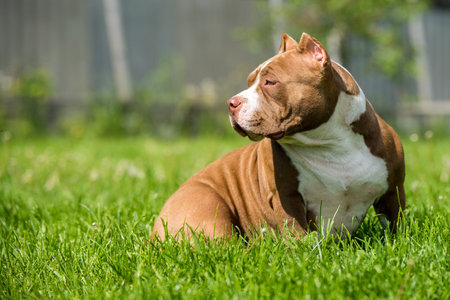 Chocolate color American Bully dog is on green grassの写真素材