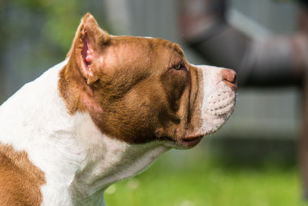 Chocolate color American Bully dog is on green grassの写真素材