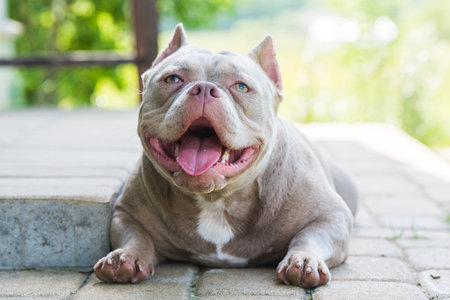 Lilac color American Bully dog guards the house outsideの写真素材