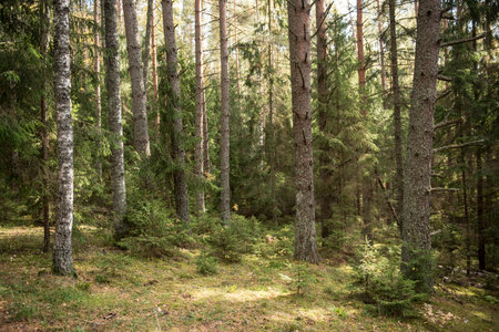 Autumn forest, wild dense pine forest shrubs moss atmospheric fairy forest, Ligtane, Latviaの写真素材