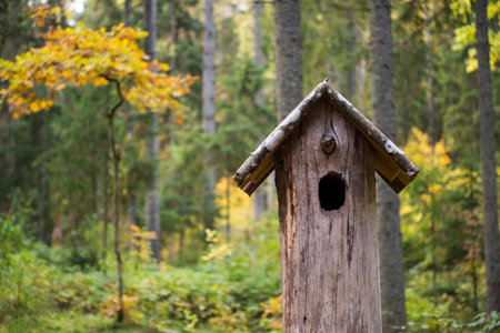 Bird house made from tree stump in the woodsの写真素材