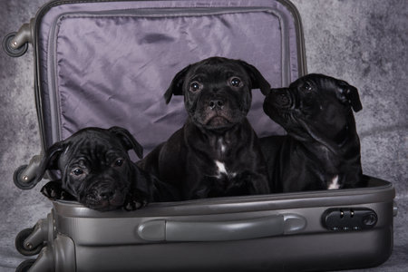 Black American Staffordshire Bull Terrier dogs puppies in a suitcas on gray backgroundの写真素材