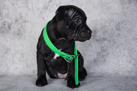 Black female American Staffordshire Bull Terrier dog puppy with big collar on gray backgroundの写真素材