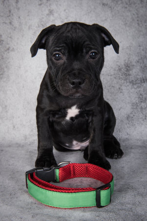 Black American Staffordshire Bull Terrier dog puppy with big collar on gray backgroundの写真素材