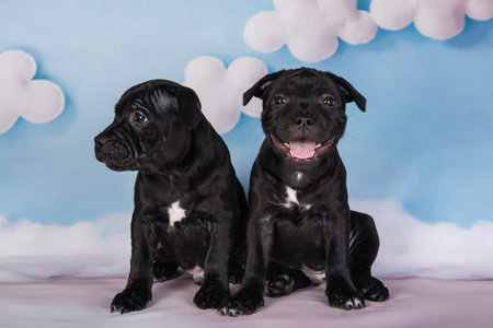 Two Black male American Staffordshire Bull Terrier dogs puppies on blue backgroundの写真素材