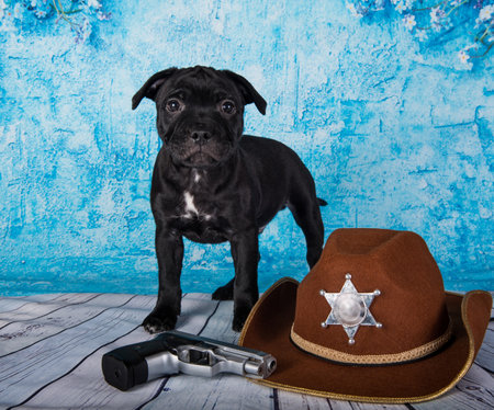 Black male American Staffordshire Bull Terrier dog puppy with hat on blue backgroundの写真素材
