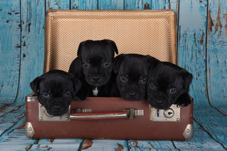 Black American Staffordshire Terrier dogs or AmStaff puppies in a retro suitcase on blue backgroundの写真素材