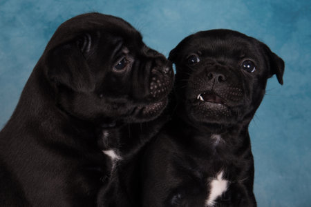Black male American Staffordshire Terrier dogs or AmStaff puppies on blue backgroundの写真素材