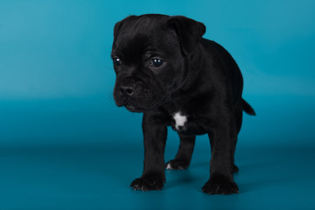 Black male American Staffordshire Terrier dog or AmStaff puppy on blue backgroundの写真素材