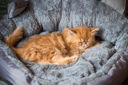 Persian red kitten is sleeping in a cat bed at homeの写真素材