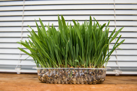 Fresh green grass. Cat grass, pet grass. Natural hairball treatmentの写真素材