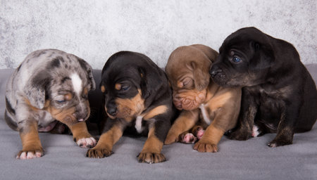 Four Louisiana Catahoula Leopard Dogs puppies on gray backgroundの写真素材