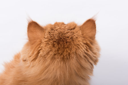 Cat ears and cat back head. Persian Exotic Longhair cat is on white backgroundの写真素材