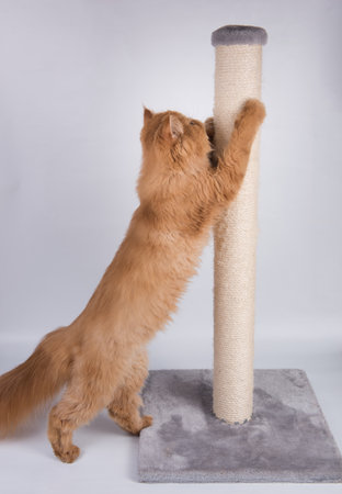 Red Persian Exotic Longhair cat sharpens its claws on the scratching postの写真素材