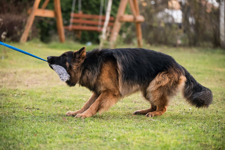 German shepherd dog pulling rope from owners handの写真素材