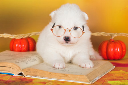 White fluffy Samoyed puppy dog with bookの写真素材