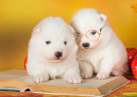 Two White fluffy Samoyed puppies dogs with bookの写真素材