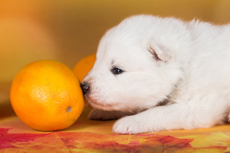 White fluffy Samoyed puppy dog with orangeの写真素材