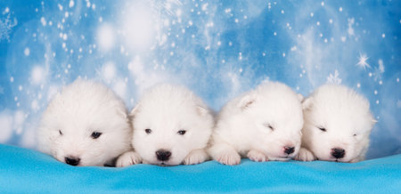 Four puppies. White fluffy small Samoyed puppies dogs are sleeping on blue backgroundの写真素材