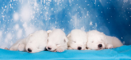 Four puppies. White fluffy small Samoyed puppies dogs are sleeping on blue backgroundの写真素材