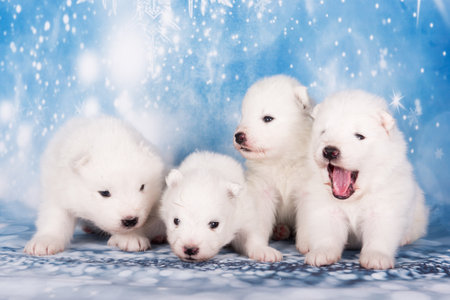 Four puppies. White fluffy small Samoyed puppies dogs are sitting on blue backgroundの写真素材