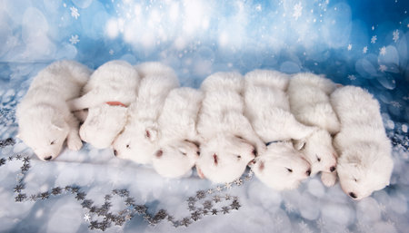 Eight puppies. White fluffy small Samoyed puppies dogs are sleeping on blue backgroundの写真素材