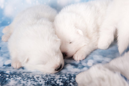 Two puppies. White fluffy small Samoyed puppies dogs are sleeping on blue background