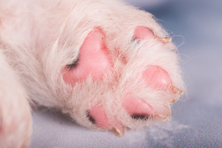 Puppy paw. White fluffy small Samoyed puppy dogの写真素材