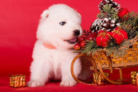 Christmas puppy. Samoyed puppy dog on Christmas red background. Merry Christmasの写真素材