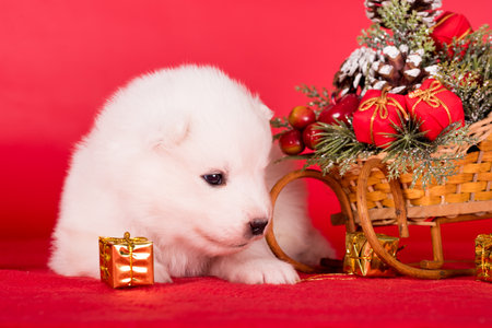 Christmas puppy. Samoyed puppy dog on Christmas red background. Merry Christmasの写真素材
