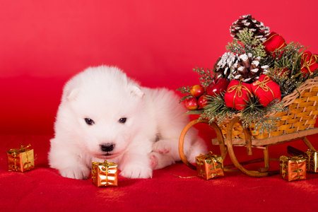 Christmas puppy. Samoyed puppy dog on Christmas red background. Merry Christmasの写真素材