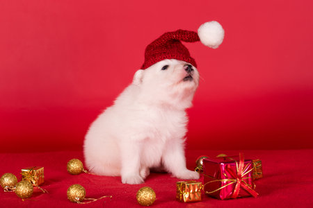 Christmas Santa puppy in a hat. Samoyed puppy dog on Christmas red background. Merry Christmasの写真素材