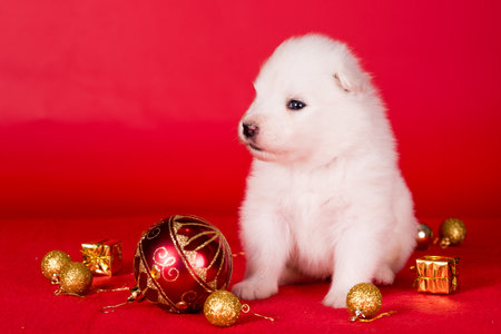 Christmas puppy. Samoyed puppy dog on Christmas red background. Merry Christmasの写真素材