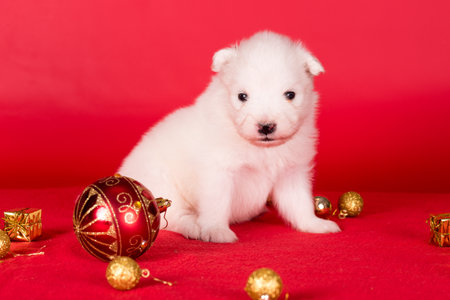 Christmas puppy. Samoyed puppy dog on Christmas red background. Merry Christmasの写真素材