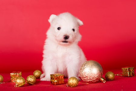 Christmas puppy. Samoyed puppy dog on Christmas red background. Merry Christmasの写真素材