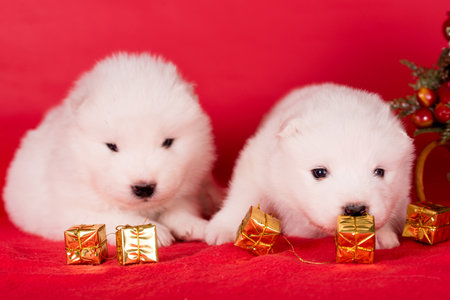 Christmas puppies. Samoyed puppies dogs on Christmas red background. Merry Christmasの写真素材