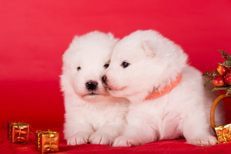 Christmas puppies. Samoyed puppies dogs on Christmas red background. Merry Christmasの写真素材