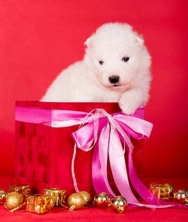 White fluffy small Samoyed puppy dog in a gift red boxの写真素材