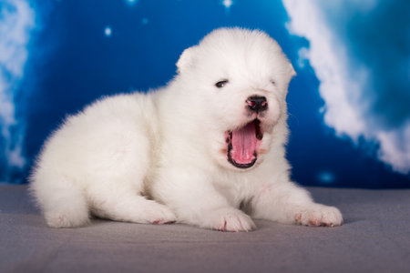 White fluffy small Samoyed puppy dog is on blue backgroundの写真素材