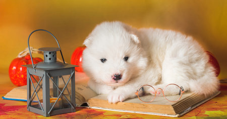 White fluffy Samoyed puppy dog with bookの写真素材