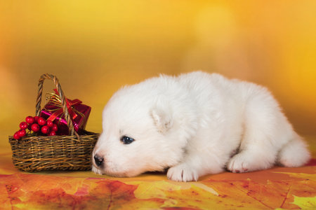 White fluffy Samoyed puppy dog with small basket of autumn rowan berriesの写真素材