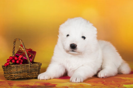White fluffy Samoyed puppy dog with small basket of autumn rowan berriesの写真素材