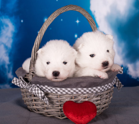 Two White fluffy small Samoyed puppies dogs are on blue backgroundの写真素材