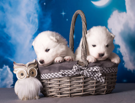 Two White fluffy small Samoyed puppies dogs are on blue backgroundの写真素材